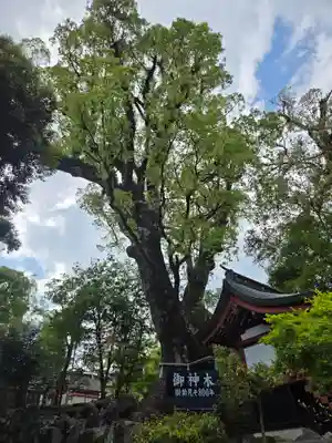鹿児島神宮(鹿児島県)