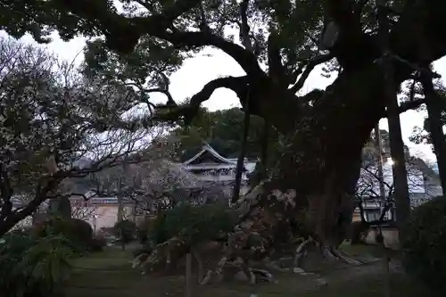 太宰府天満宮の自然