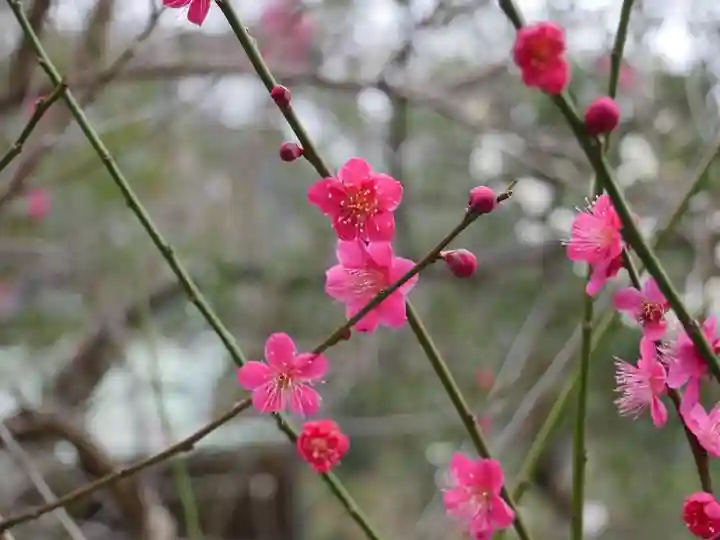 御霊神社の自然
