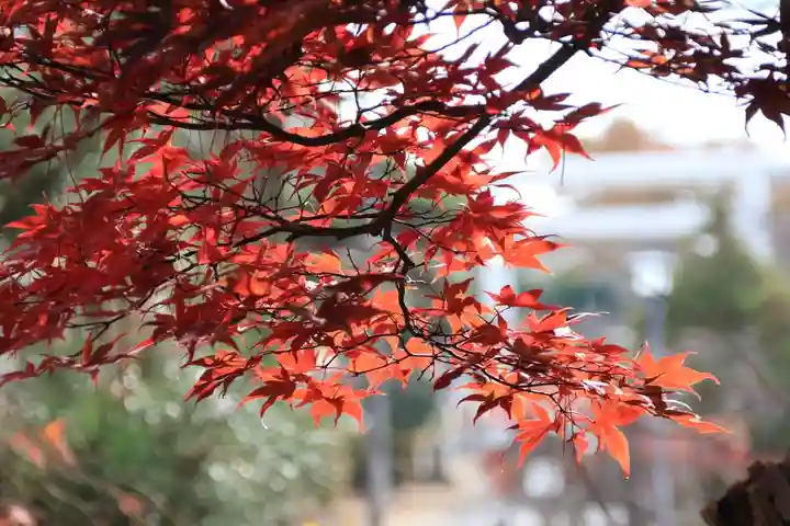 開成山大神宮の景色