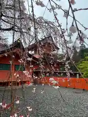 富士山本宮浅間大社(静岡県)