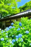 明月院(神奈川県)