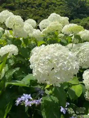 三室戸寺の{uncategorized: "未分類", other: "その他", undefined: "問題あり", building: "その他建物", grave: "お墓", sacred_gate: "鳥居", guardian: "狛犬", statue: "像", buddha: "仏像", history: "歴史", nature: "自然", garden: "庭園", animal: "動物", pagoda: "塔", temizu: "手水舎", mountain_gate: "山門・神門", sanctuary: "本殿・本堂", subordinate: "末社・摂社", art: "芸術", scenery: "景色", jizo: "地蔵", ema: "絵馬", goshuin: "御朱印", omikuji: "おみくじ", items: "授与品その他", amulet: "お守り", goshuincho: "御朱印帳", eats: "食事", festival: "お祭り", votive_dance: "神楽", shichigosan: "七五三参", wedding: "結婚式", experience: "体験その他", initially: "初詣", around: "周辺", anti_infection: "感染症対策"}