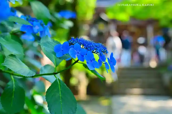 高幡不動尊 金剛寺(東京都)