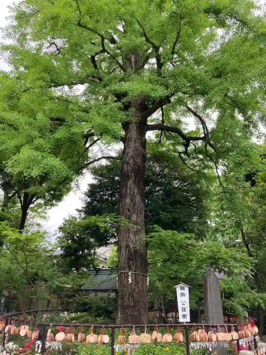 七社神社の自然