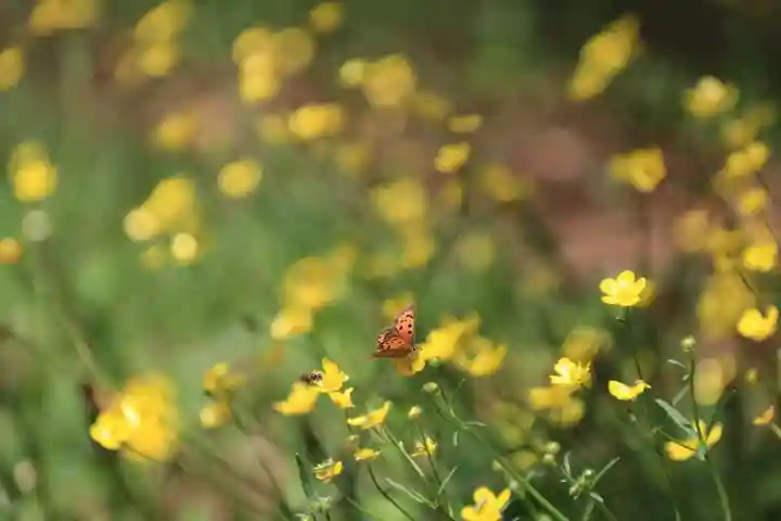 三渡神社の自然