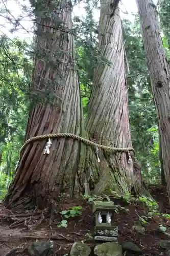 戸隠神社火之御子社の自然