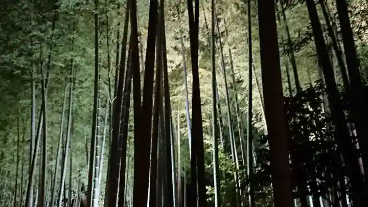 高台寺(高台寿聖禅寺・高臺寺)の自然