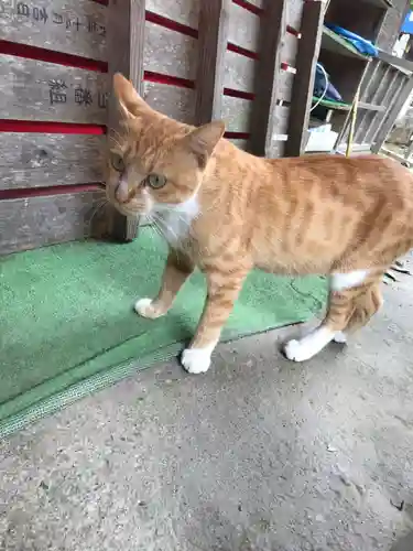 縣主神社の動物