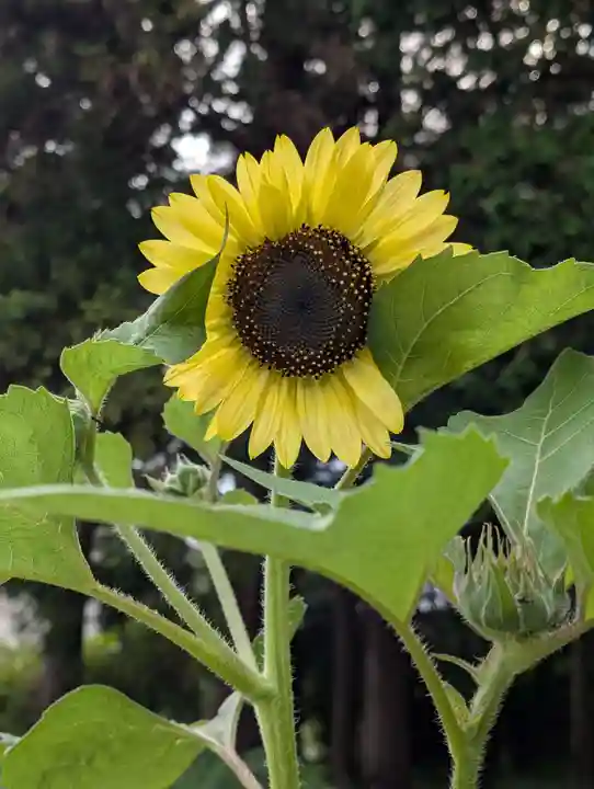 豊景神社(福島県)
