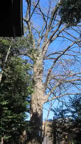 鎮守氷川神社(埼玉県)