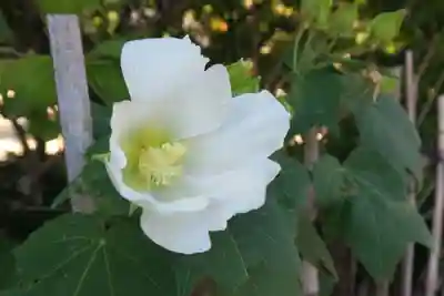 悟眞寺(悟真寺)(京都府)