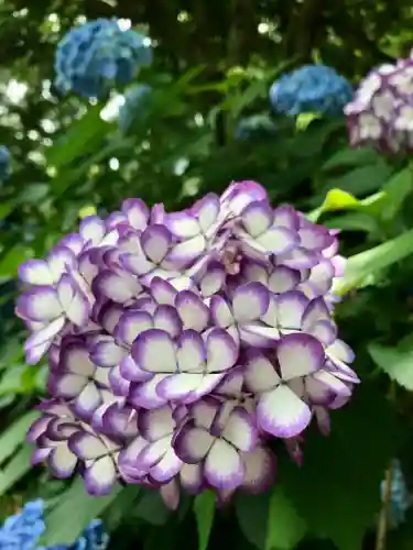 明月院(神奈川県)