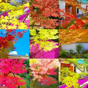 寿量山 速成寺の自然(2021年11月24日(水) 19時47分34秒投稿)