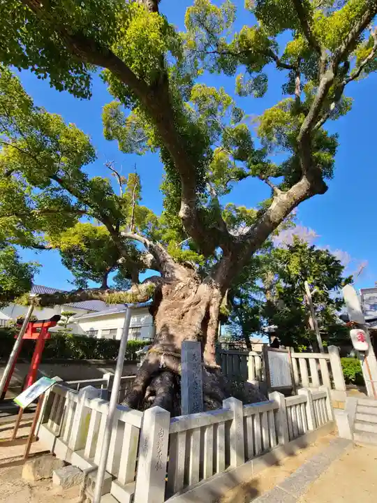 老松神社(山口県)