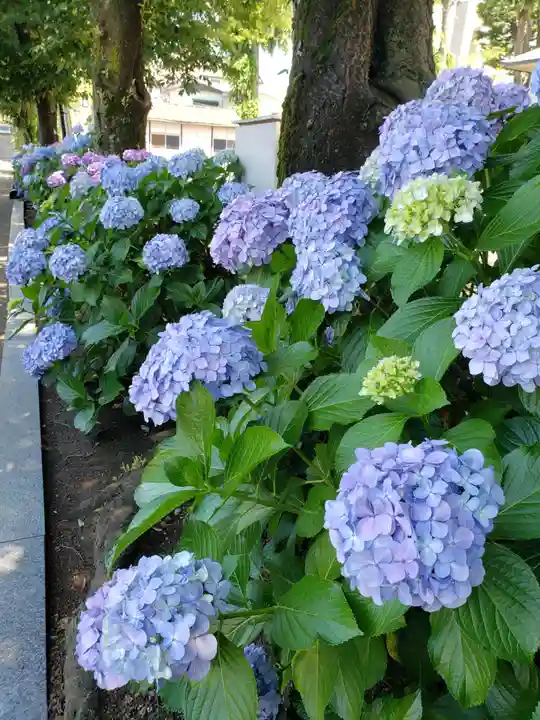 妙法寺(東京都)