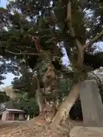 大宮神社の自然
