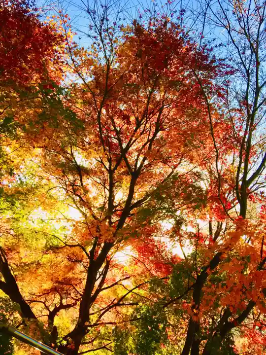 新倉富士浅間神社の自然