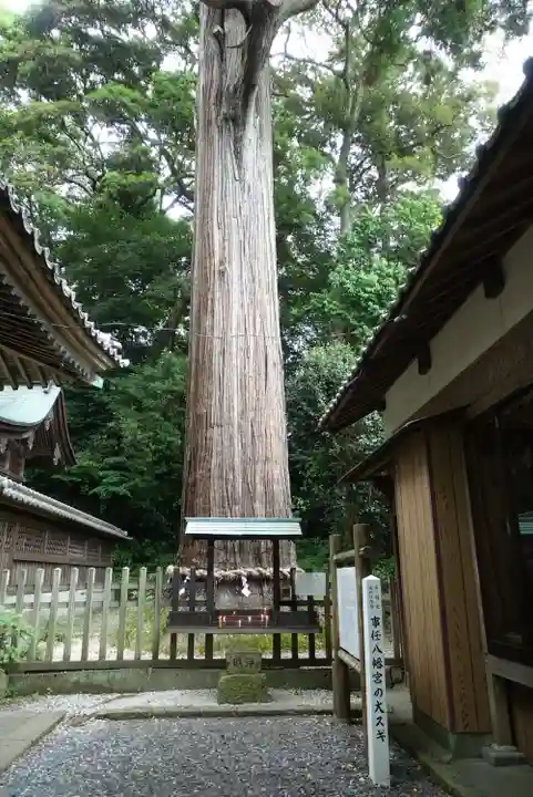 事任八幡宮の自然