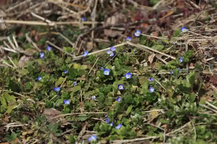 高司神社〜むすびの神の鎮まる社〜の自然