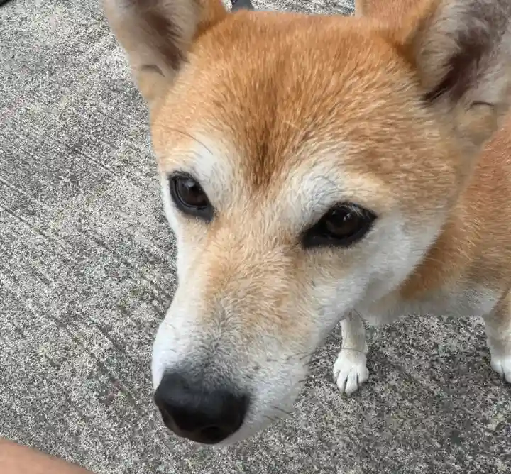 大鏑神社(福島県)