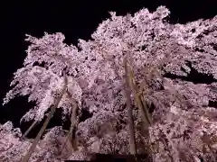 瀧桜神明宮の自然