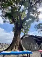 玉田神社の自然