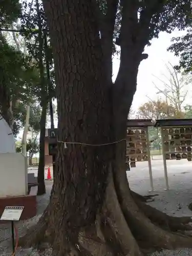 大宮・大原神社の自然