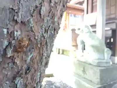 杉杜白髭神社(福井県)