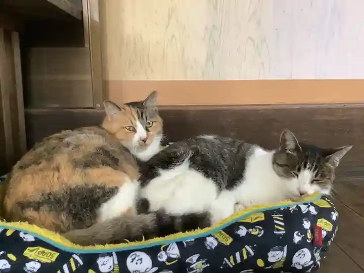 玉野御嶽神社の動物