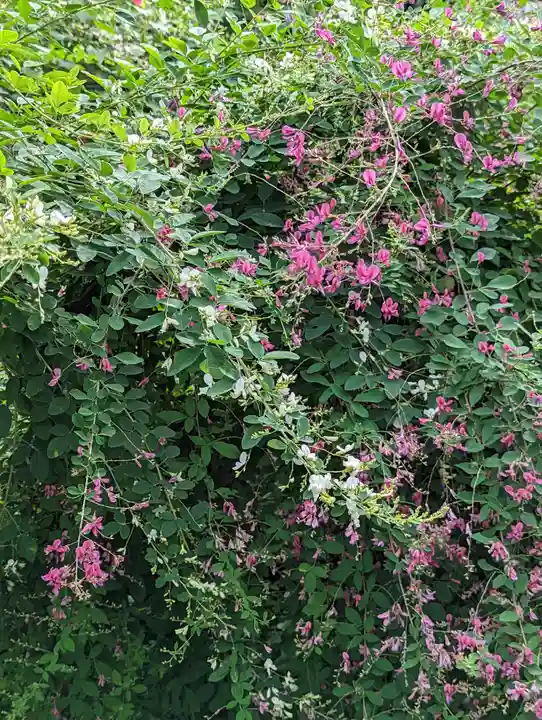 勝念寺(かましきさん)(京都府)