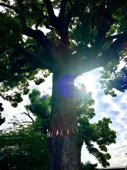 阿麻美許曽神社の自然