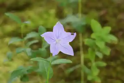 高台寺（高台寿聖禅寺・高臺寺）(京都府)