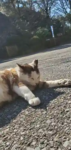 唐澤山神社の動物