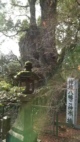 柞原八幡宮の自然