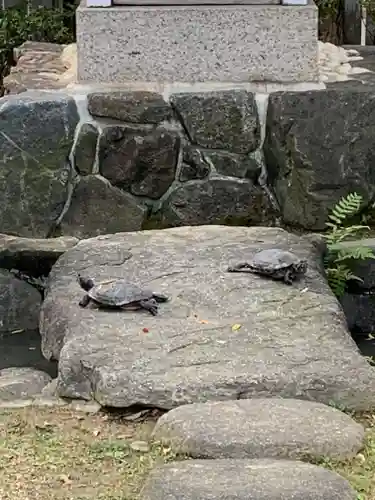 石切劔箭神社の動物