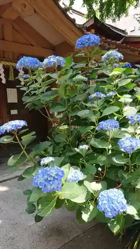 日本橋日枝神社の自然