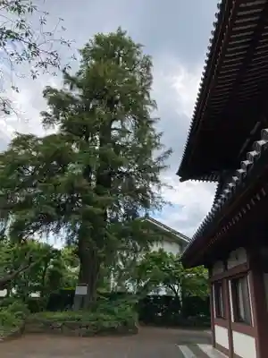 増上寺(東京都)