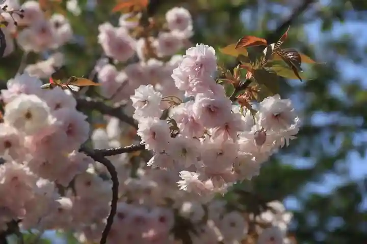 熊野福藏神社の自然