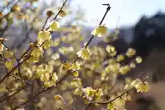 宝登山神社奥宮の自然