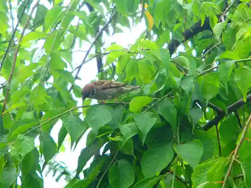 亀戸天神社の動物