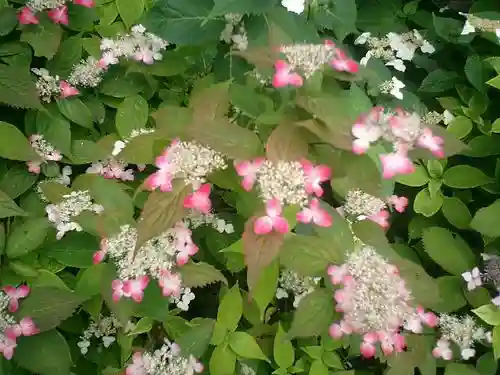 御霊神社の自然