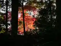 光明寺(粟生光明寺)の自然