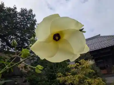 谷中 妙福寺(東京都)