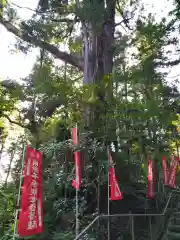 塩船観音寺の自然