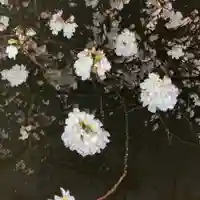 富士山本宮浅間大社(静岡県)