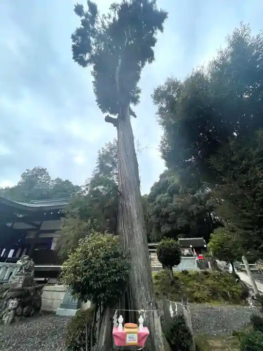 大野神社(滋賀県)