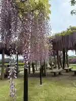 賀茂神社の{uncategorized: "未分類", other: "その他", undefined: "問題あり", building: "その他建物", grave: "お墓", sacred_gate: "鳥居", guardian: "狛犬", statue: "像", buddha: "仏像", history: "歴史", nature: "自然", garden: "庭園", animal: "動物", pagoda: "塔", temizu: "手水舎", mountain_gate: "山門・神門", sanctuary: "本殿・本堂", subordinate: "末社・摂社", art: "芸術", scenery: "景色", jizo: "地蔵", ema: "絵馬", goshuin: "御朱印", omikuji: "おみくじ", items: "授与品その他", amulet: "お守り", goshuincho: "御朱印帳", eats: "食事", festival: "お祭り", votive_dance: "神楽", shichigosan: "七五三参", wedding: "結婚式", experience: "体験その他", initially: "初詣", around: "周辺", anti_infection: "感染症対策"}
