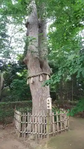 長宮氷川神社の自然