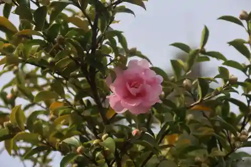 豊景神社の自然